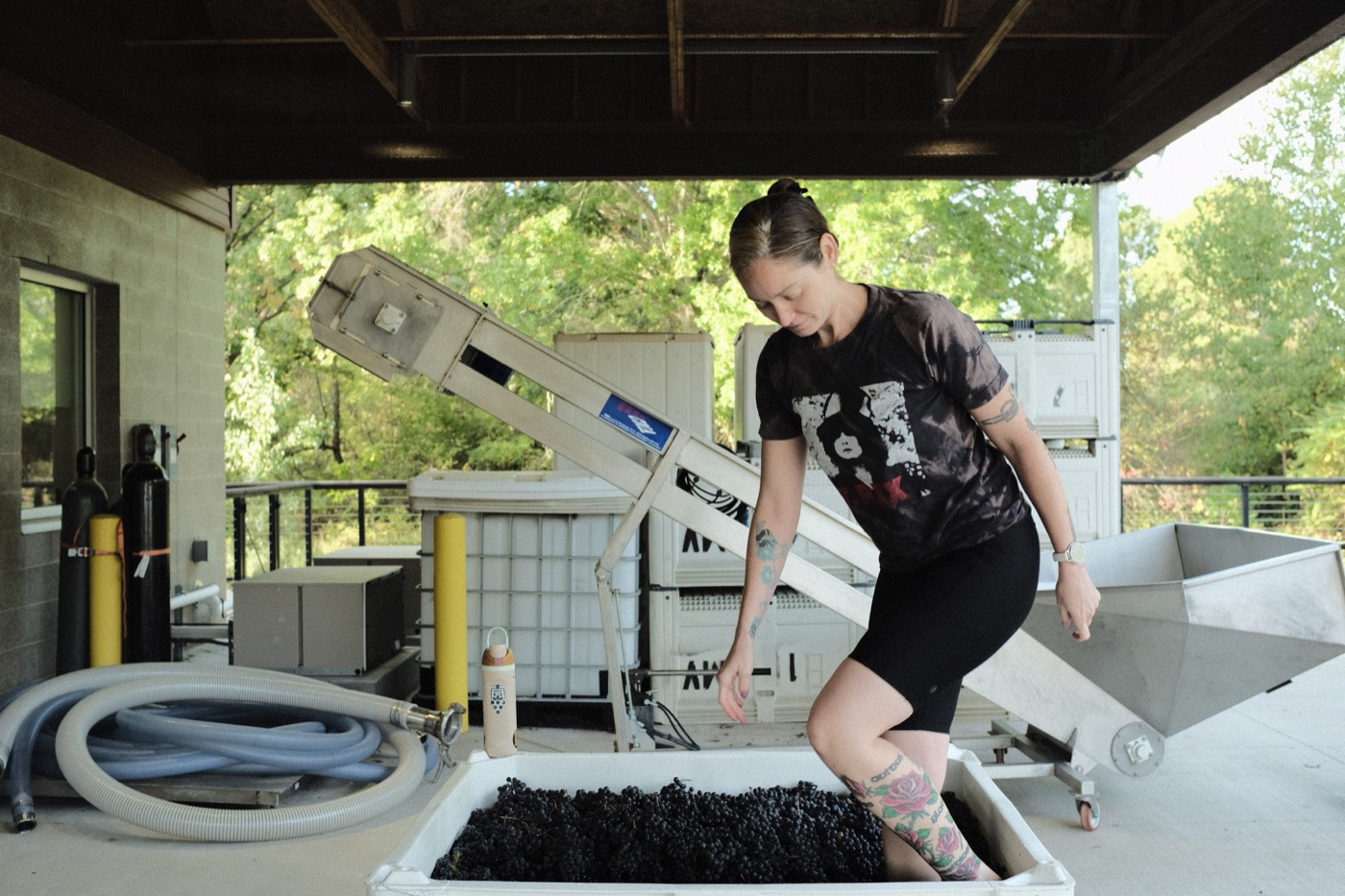 Bailey sorting freshly harvested grapes