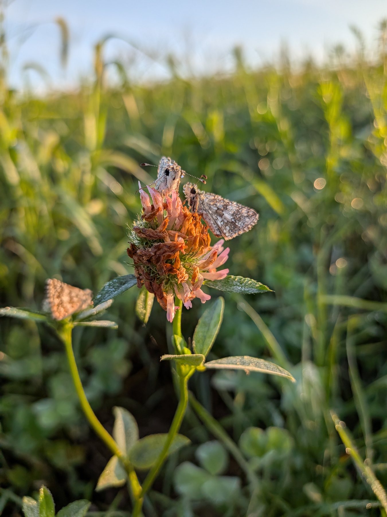 Two dew-covered moths resting together on a flower in the vineyard