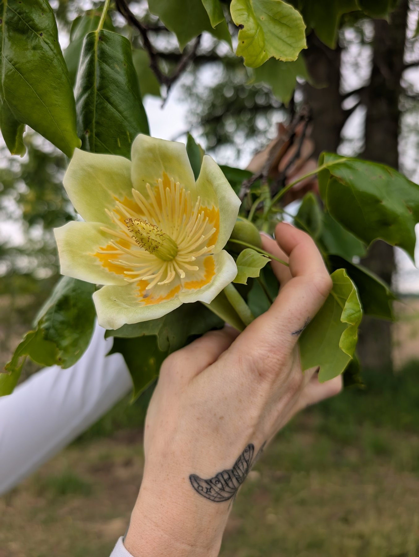 A tulip poplar blossom held beneath the old tree