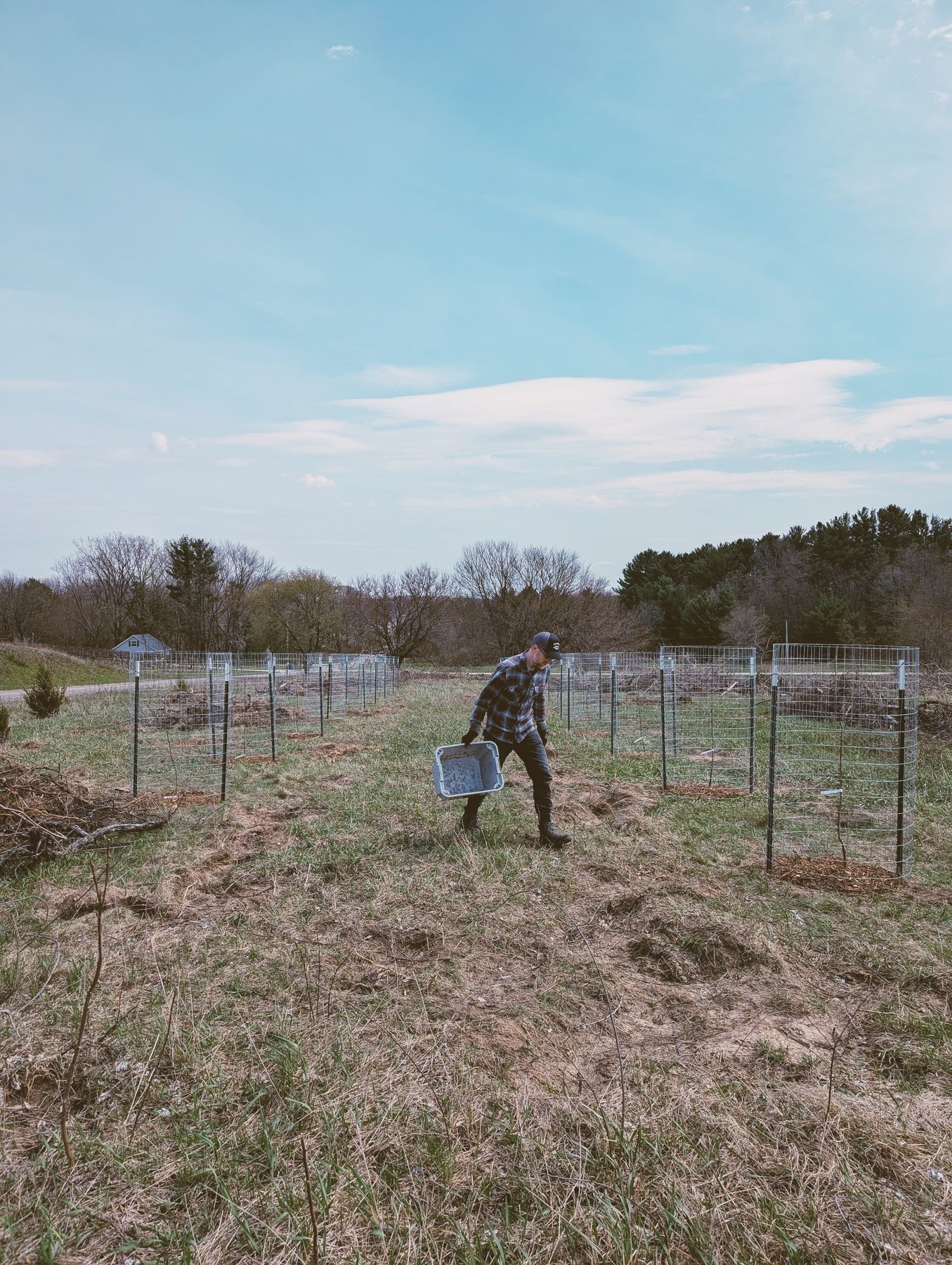 Jason tending young trees protected by wire cages on the future vineyard